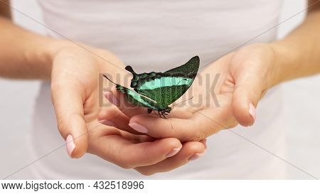 Close Up View Butterfly Sitting Hand 2. High Quality Beautiful Photo Concept