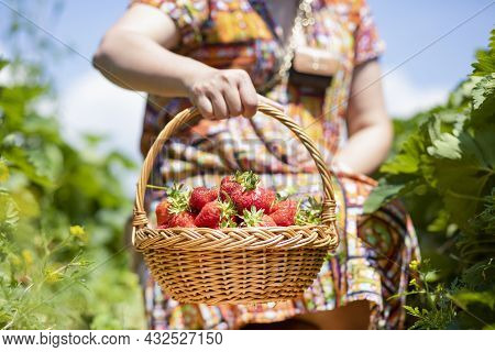 Asian Beautiful Woman Is Picking Strawberry In The Fruit Garden On A Sunny Day. Fresh Ripe Organic S