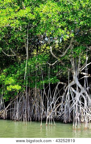 mangroveträd i Karibiska havet