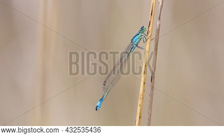 Ischnura Elegans. Damselfly Male, Sitting Motionless On Dry Grass. Waiting For Prey. Blurred Light B