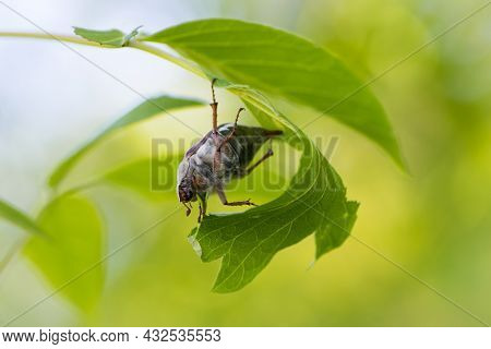 Melolontha. Cockchafer Melolontha Scarabaeidae, Crawling On Green Leaves In Natural Environment. Ins