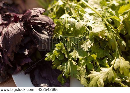 Photo Of Salad Greens Parsley And Purple Basil