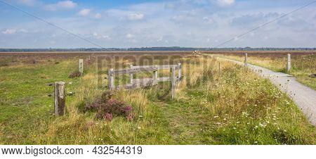Bicycle Path Going Through The Heather Fields Of National Park Dwingelderveld, Netherlands