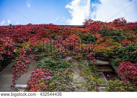 Five-leaved Ivy Entwined The Facade Of A Building In Kharkiv (ukraine). Carpet Of Vines With Green A