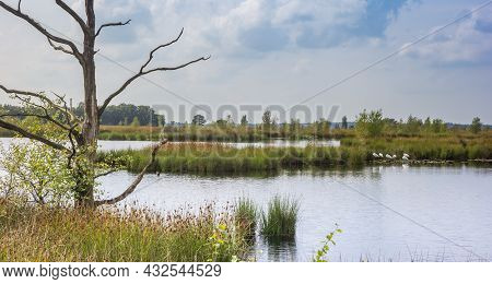 Panorama Of A Dead Tree In The Moors Of National Park Dwingelderveld, Netherlands