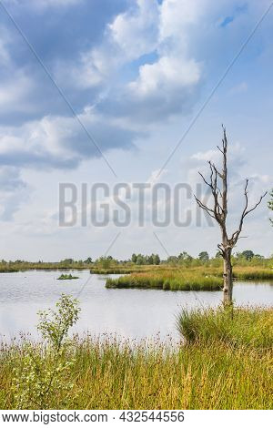 Dead Tree In The Wetlands Of National Park Dwingelderveld, Netherlands