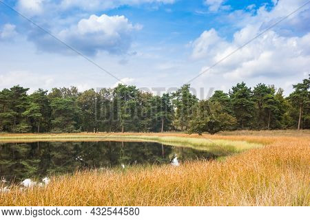 Little Pond In The Forest Of National Park Dwingelderveld, Netherlands