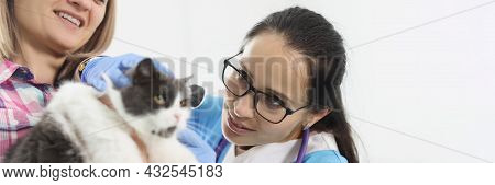 Veterinarian Doctor Examines A Cat Ears In Clinic