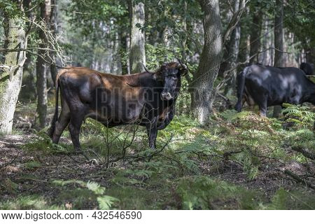 Big Winsent Male Animal In The Wild Nature Of National Par The Hooge Veluwe In Holland