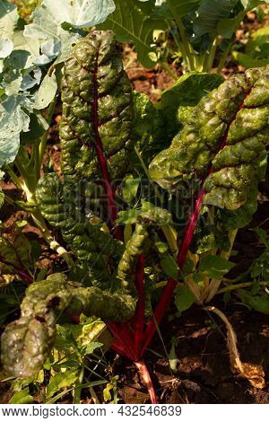 Beet Tops On A Bed On Brown Earth