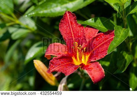 Red Lily In Green Foliage On A Sunny Day