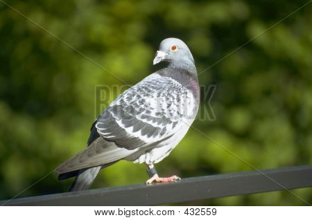 Taube