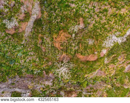 Top View Of Scarce Vegetations Growing On Harsh Volcanic Environment.