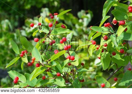 Red Wolf Berries On Bushes In The Forest