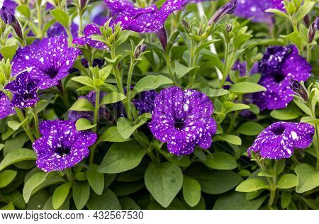 Flowers Of A Surfinia Of Original Color With White-violet Petals.