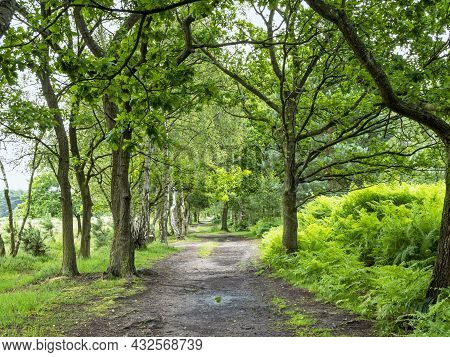 Trail Through Trees At Skipwith Common, North Yorkshire, England