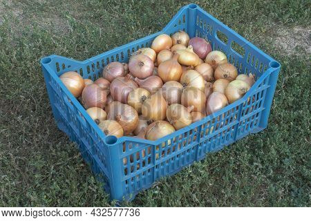 Bulb Onions In A Blue Container. Harvesting Fresh Onions. Agriculture.