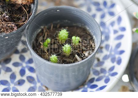 Cactus , Cactus In The Flower Pot Or Small Plant
