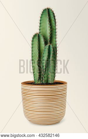 Blue columnar cactus in a ceramic pot