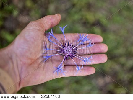 Wild Flower In Basket For Naturopathy And Botany