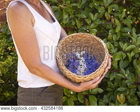 Wild Flower In Basket For Naturopathy And Botany