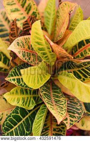 Garden Croton, Codiaeum Variegatum. Beautiful Garden Croton Plant. Candide Gardening. Selective Focu