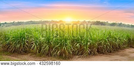 Sugarcane Field At Sunset. Sugarcane Is A Grass Of Poaceae Family. It Taste Sweet And Good For Healt