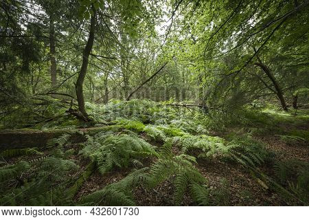 This Forest Blown Down In Nineteen Seventy-two Called Stormbos Near Ees In Drenthe In The Netherland