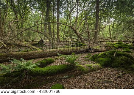 This Forest Blown Down In Nineteen Seventy-two Called Stormbos Near Ees In Drenthe In The Netherland