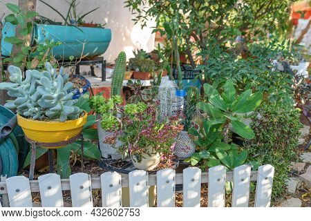 Various Types Of Cactus And Succulents In Sunny Garden.