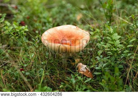 Toadstool Grows In The Forest. Inedible And Dangerous Mushrooms. Photo