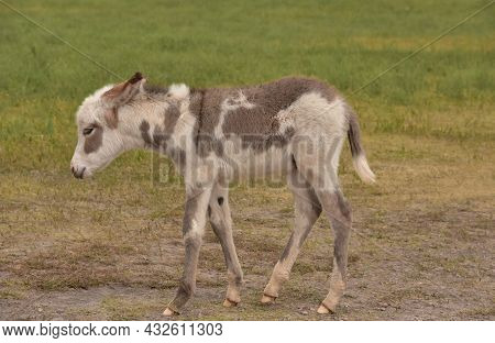 Cute Spotted White And Gray Young Burro In Custer State Park.