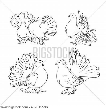 Pigeons. Design Set. Hand Drawn Engraving. Editable Vector Vintage Illustration. Isolated On Light B