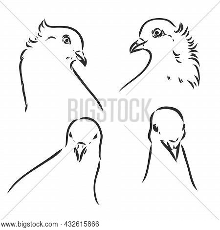 Pigeons. Design Set. Hand Drawn Engraving. Editable Vector Vintage Illustration. Isolated On Light B
