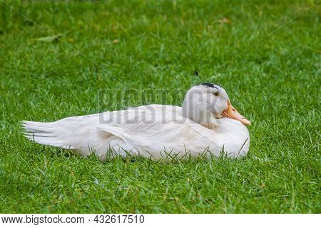 Mulard Duck Sitting In The Green Grass