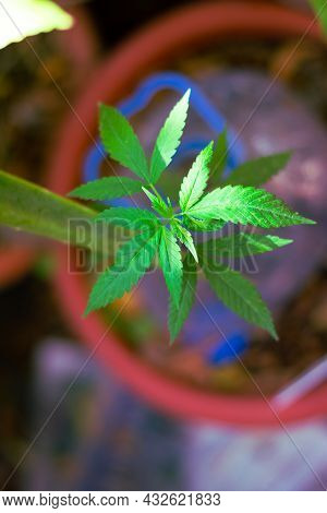 Small Green Leaves Of Marijuana Of The Green Gelato Variety From A Zenithal Point Of View. Concept: 
