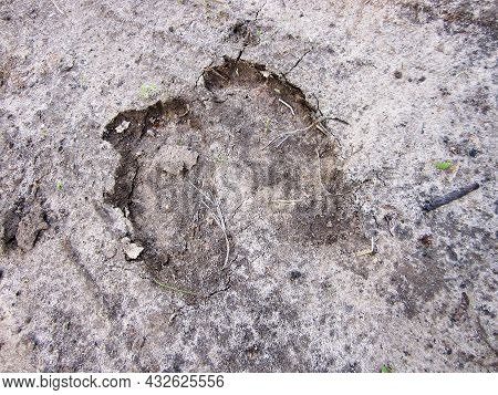 Photography To Theme Big Footprint Animal Cow Close Up