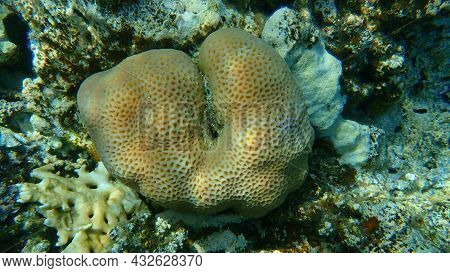 Lesser Star Coral (goniastrea Edwardsi) Undersea, Red Sea, Egypt, Sinai, Ras Mohammad National Park