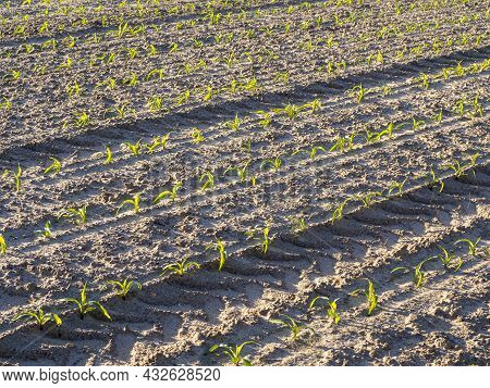 Sustainable Agriculture Field Planted With Corn In The Morning