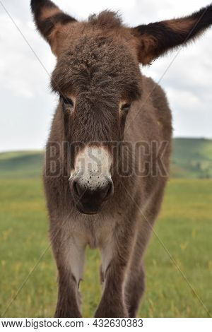 Adorable Face Of A Brown Baby Burro In A Grass Meadow.