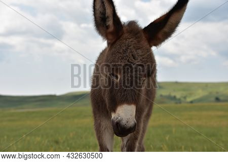Very Cute Wild Baby Burro Standing In A Grass Prairie.