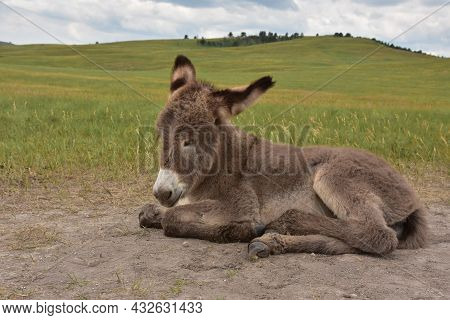 Very Cute Dark Fluffy Fur On A Baby Burro Resting In A Field.