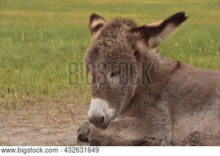 Baby Burro Sleeping And Resting In A Large Grass Field.