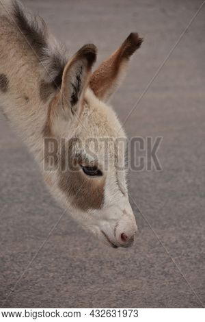 Adorable Side Profile Of A Spotted Baby Burro Stretching His Neck Down.