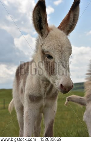White And Gray Baby Burro With Spots Looking Incredibly Cute.