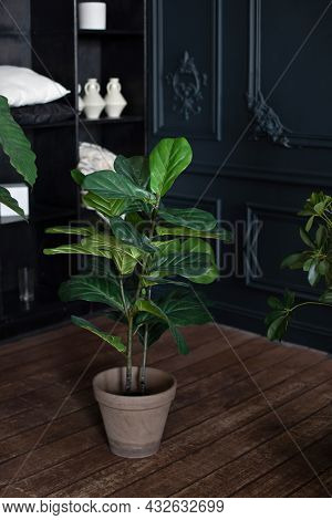 Large Green Plant In Pot On Wooden Floor In Dark Living Room. Interior Design, Urban Jungle Decor. H