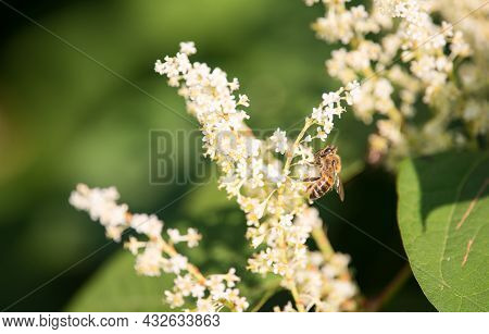 White Flowers  Of Prunus Lusitanica. A Bee Collects Nectar From Flowers.