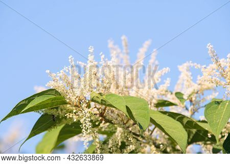 White Flowers Against The Blue Sky. Flowering Plants Of Prunus Lusitanica.