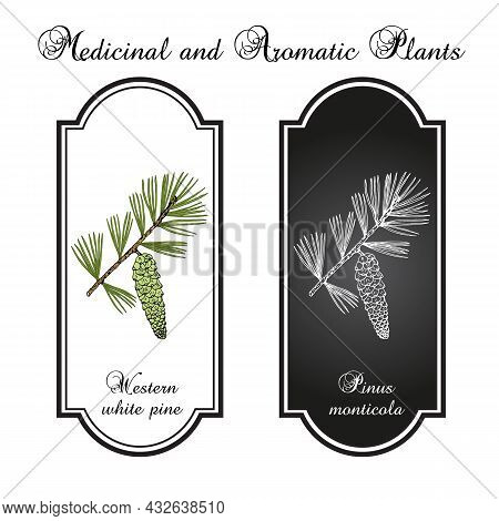 Western White Pine Pinus Monticola , State Tree Of Idaho. Hand Drawn Botanical Vector Illustration