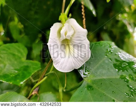 This is a closeup of the very rare asian pigeonwings flower in white colour but is also called may names like aparajita flower, butterfly pea, neelkanth flower, bluebellvine, blue pea, cordofan, darwin pea. its scientific name is Clitoria ternatea. I spot